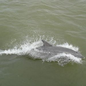 Meet your Posher, Abigail